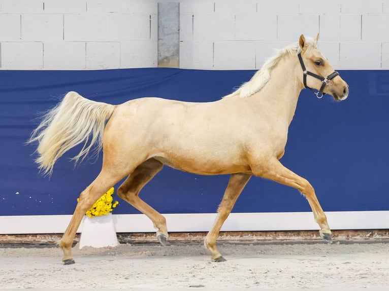 German Riding Pony Mare 1 year Palomino in Marsberg