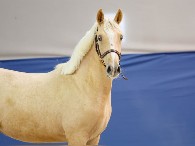 German Riding Pony Mare 1 year Palomino in Marsberg
