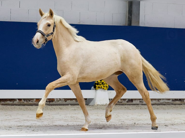 German Riding Pony Mare 1 year Palomino in Marsberg