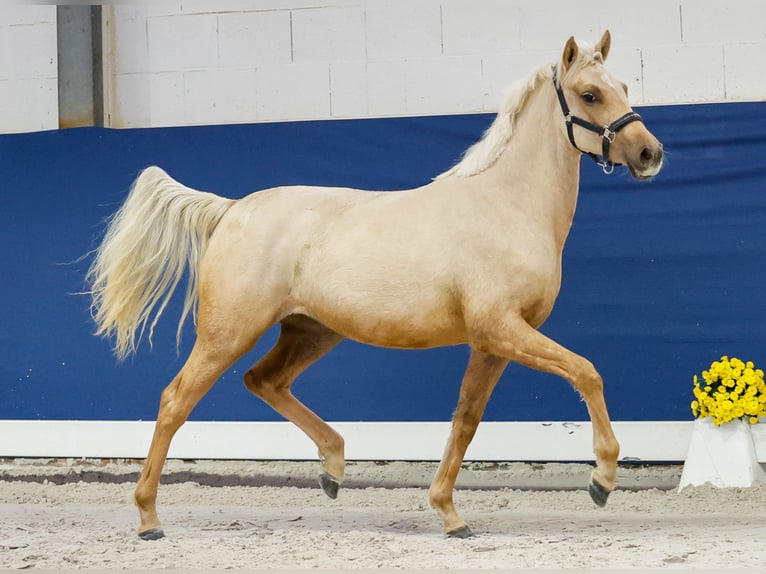 German Riding Pony Mare 1 year Palomino in Marsberg
