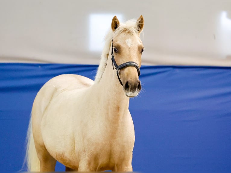 German Riding Pony Mare 1 year Palomino in Marsberg