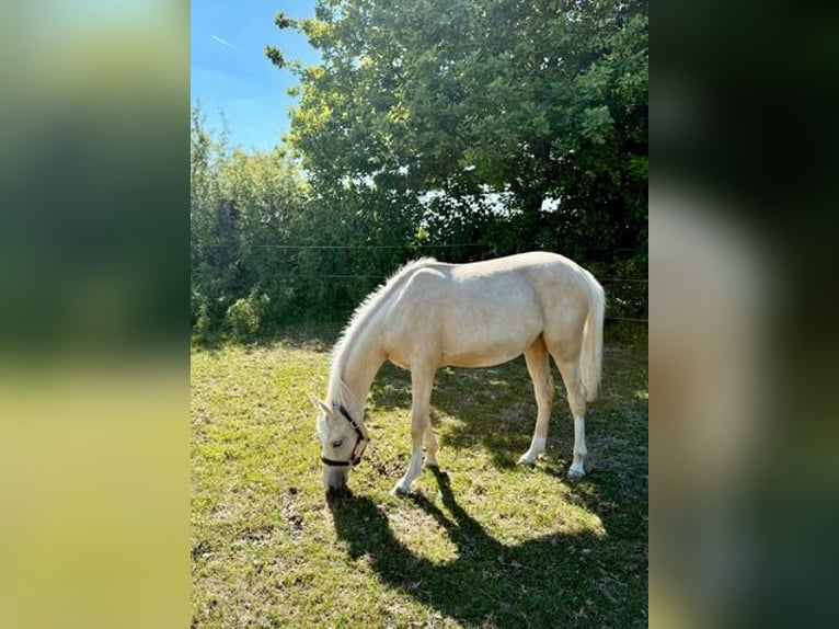 German Riding Pony Mare 1 year Palomino in Zangberg