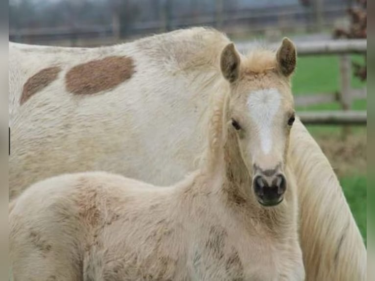German Riding Pony Mare 1 year Palomino in Zangberg