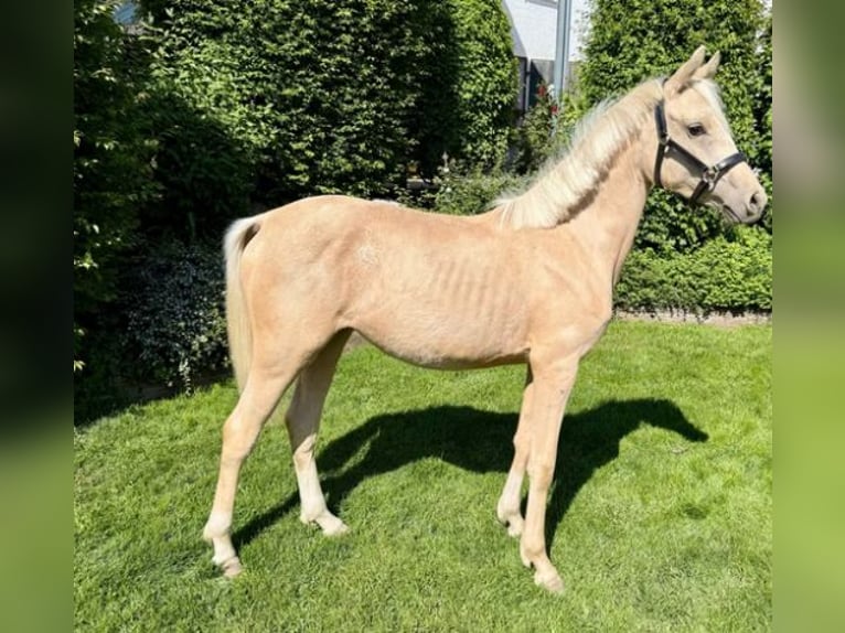 German Riding Pony Mare 1 year Palomino in Zangberg