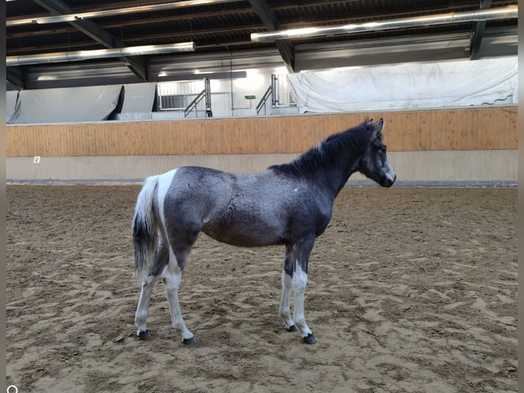 German Riding Pony Mare 1 year Pinto in Billberge
