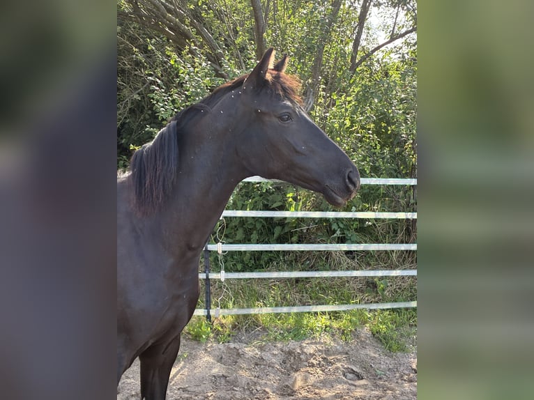 German Riding Pony Mare 1 year Smoky-Black in Bienenbüttel