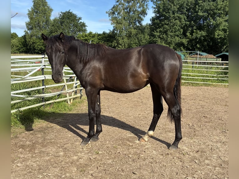 German Riding Pony Mare 1 year Smoky-Black in Bienenbüttel