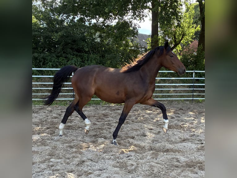 German Riding Pony Mare 1 year Smoky-Black in Bienenbüttel