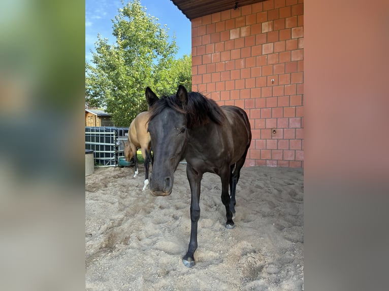 German Riding Pony Mare 1 year Smoky-Black in Bienenbüttel