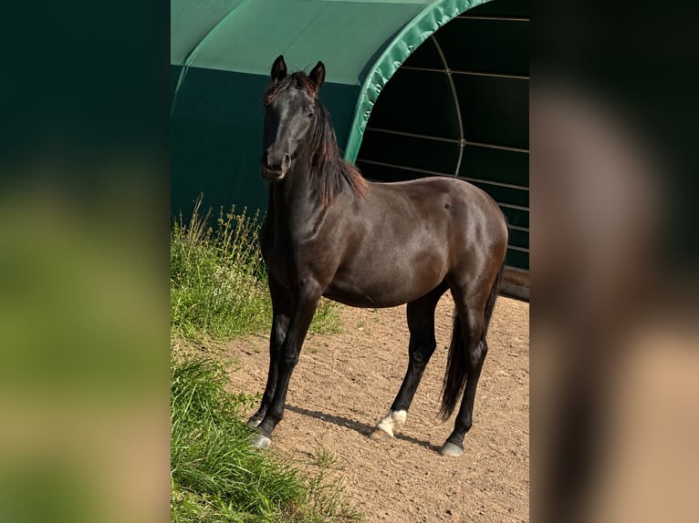 German Riding Pony Mare 1 year Smoky-Black in Bienenbüttel
