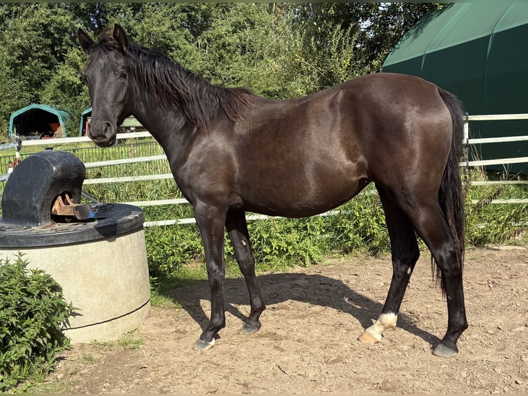German Riding Pony Mare 1 year Smoky-Black in Bienenbüttel