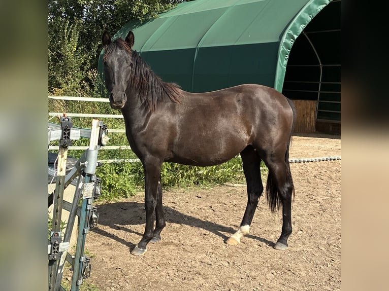 German Riding Pony Mare 1 year Smoky-Black in Bienenbüttel