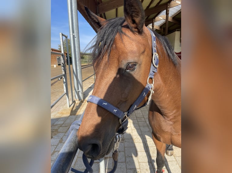 German Riding Pony Mix Mare 20 years 13,1 hh Brown in Gechingen