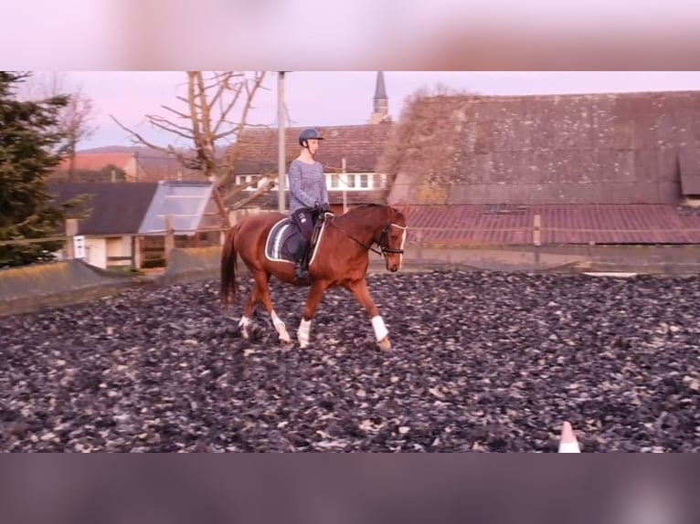 German Riding Pony Mare 20 years 14,2 hh Chestnut-Red in Twistetal