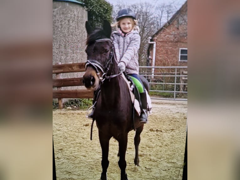 German Riding Pony Mare 20 years 14,1 hh Bay-Dark in Ritterhude