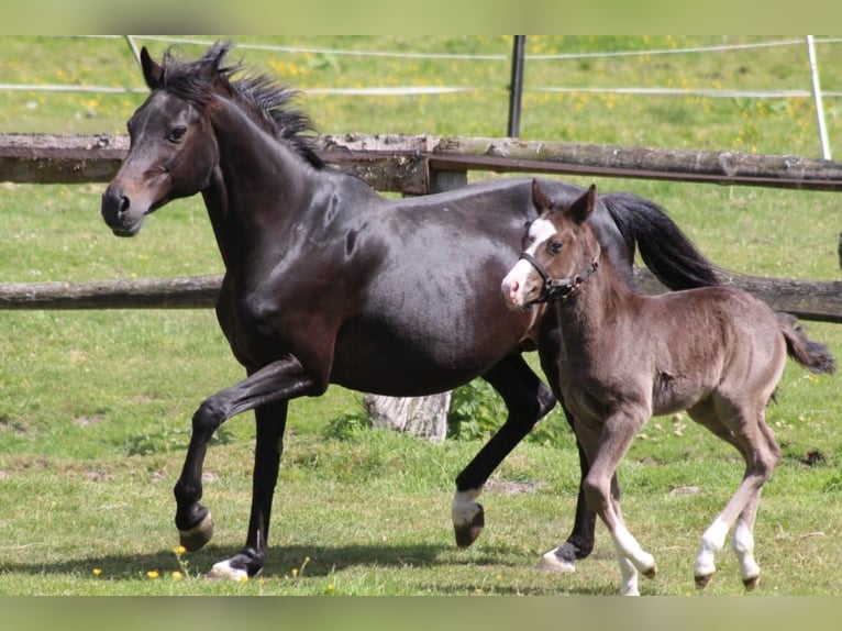 German Riding Pony Mare 20 years 14,1 hh Bay-Dark in Ritterhude