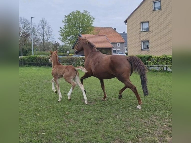 German Riding Pony Mare 20 years in Algermissen