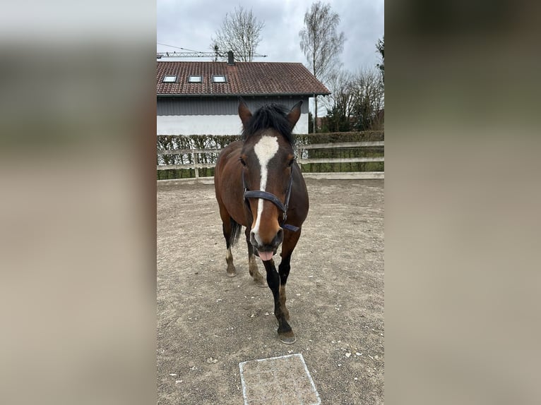German Riding Pony Mare 21 years 13.3 hh Brown in LangerringenLangerringen