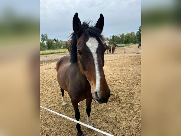 German Riding Pony Mare 21 years 13.3 hh Brown in LangerringenLangerringen