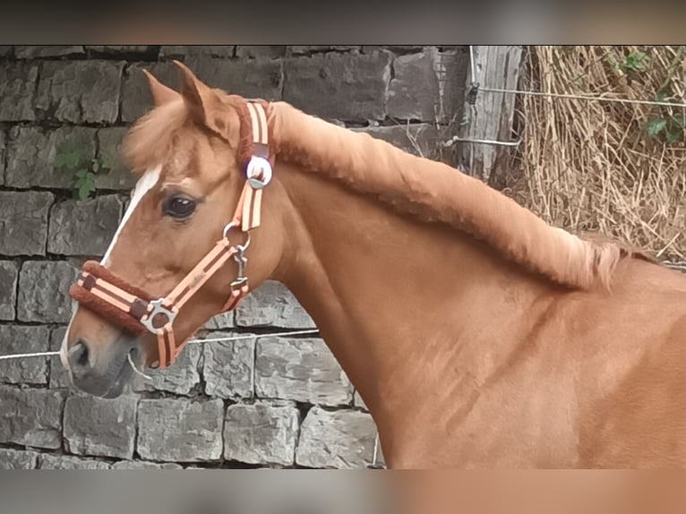 German Riding Pony Mare 21 years 13 hh Chestnut-Red in Zweibr&#xFC;cken