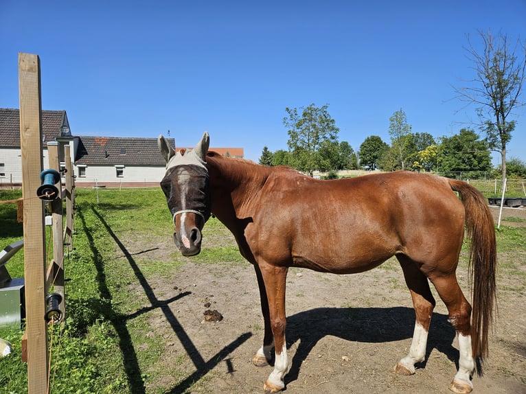 German Riding Pony Mare 21 years 13,3 hh Chestnut-Red in Landsberg