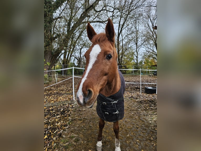 German Riding Pony Mare 21 years 13,3 hh Chestnut-Red in Landsberg