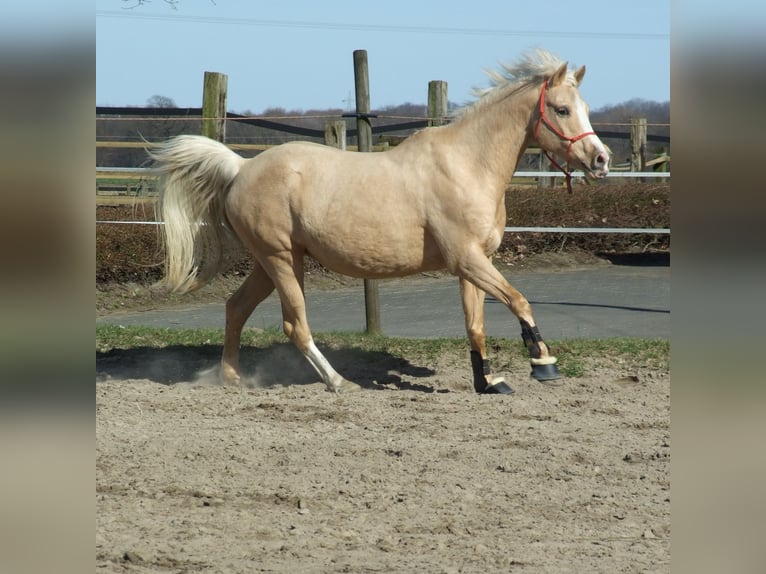German Riding Pony Mare 21 years 14,1 hh Palomino in Olfen