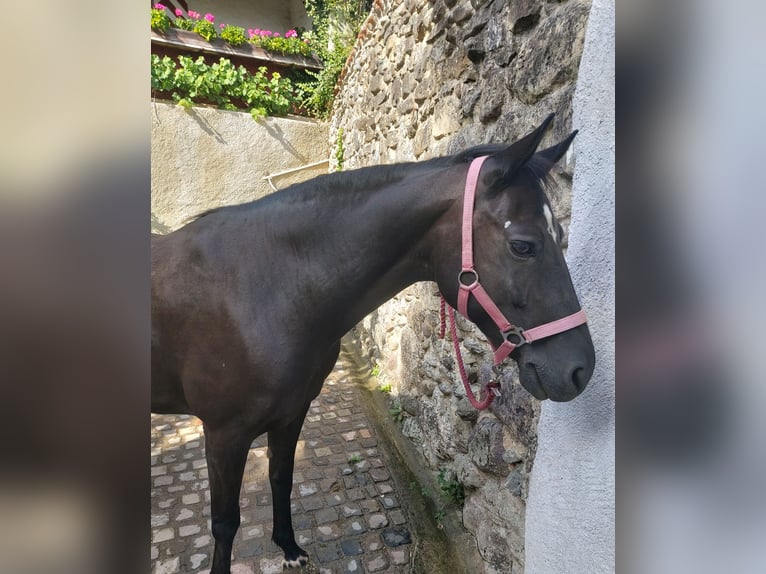 German Riding Pony Mare 21 years 14 hh Black in Ossingen