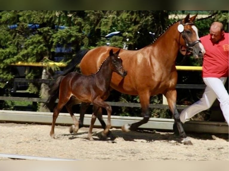German Riding Pony Mare 21 years 14,1 hh Brown in Beverbruch