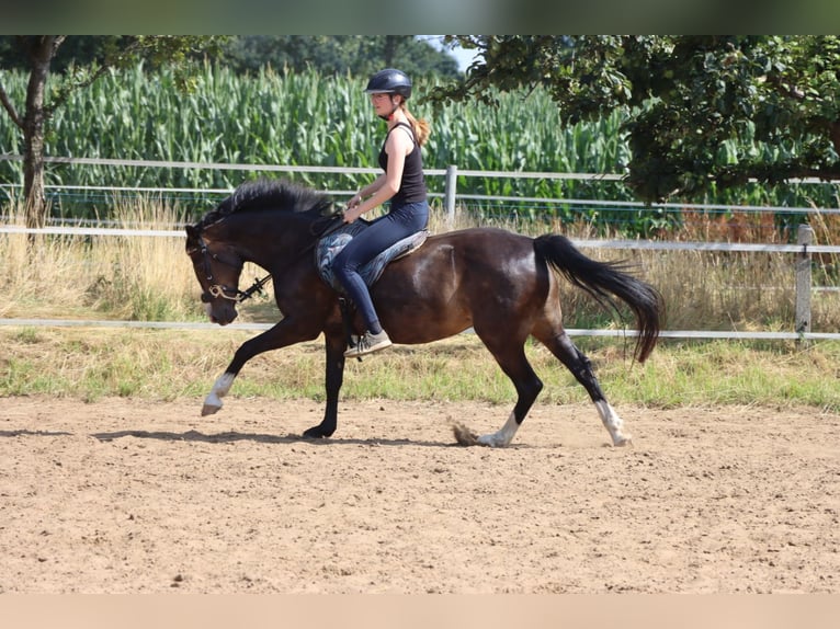 German Riding Pony Mare 21 years 14,1 hh Brown-Light in Haren