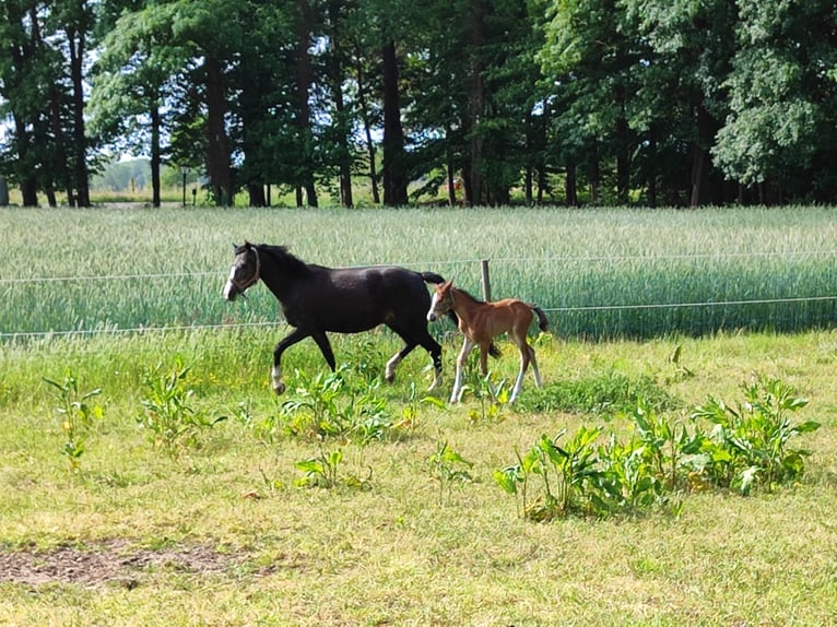 German Riding Pony Mare 21 years 14,1 hh Brown-Light in Haren