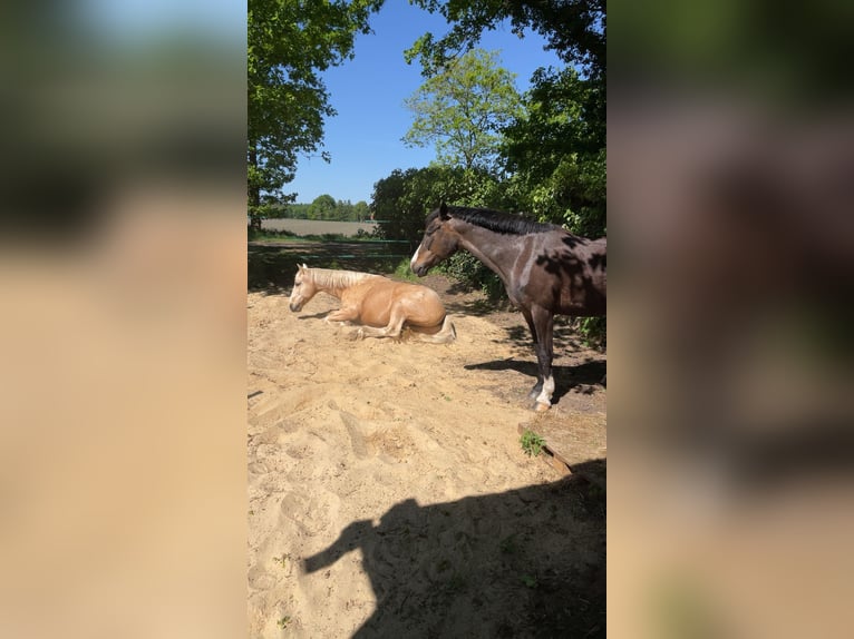 German Riding Pony Mare 21 years 14,1 hh Brown-Light in Haren