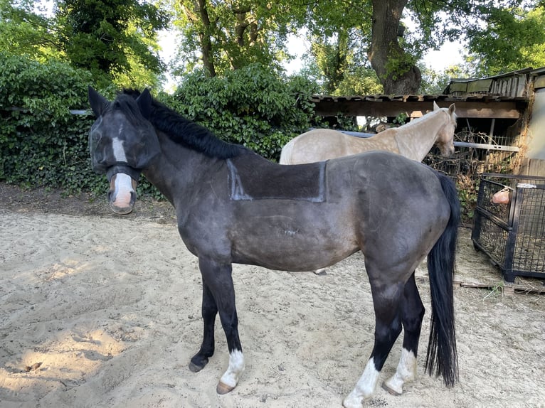 German Riding Pony Mare 21 years 14,1 hh Brown-Light in Haren