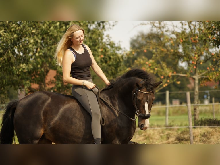 German Riding Pony Mare 21 years 14,1 hh Brown-Light in Haren