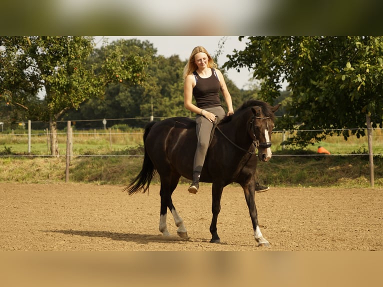 German Riding Pony Mare 21 years 14,1 hh Brown-Light in Haren
