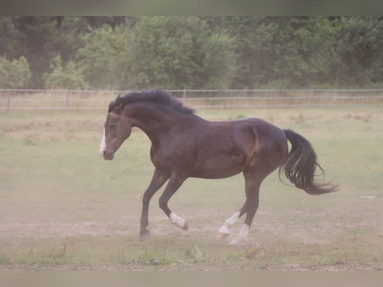 German Riding Pony Mare 21 years 14,1 hh Brown-Light in Haren