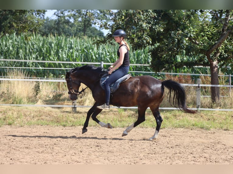 German Riding Pony Mare 21 years 14,1 hh Brown-Light in Haren