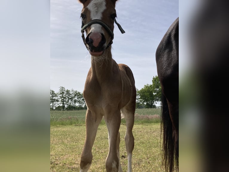 German Riding Pony Mare 21 years 14,1 hh Brown-Light in Haren