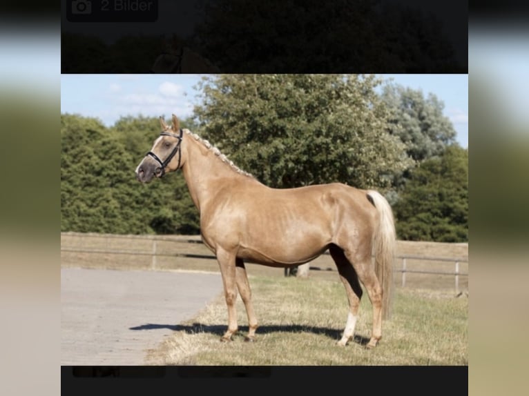 German Riding Pony Mare 21 years 14,1 hh Palomino in Handrup