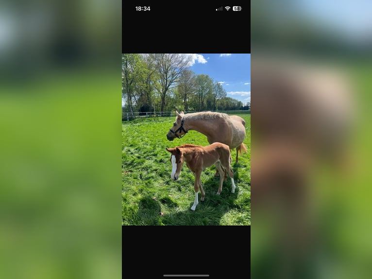 German Riding Pony Mare 21 years 14,1 hh Palomino in Handrup
