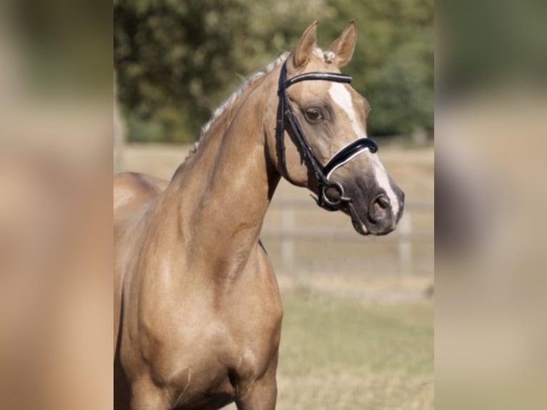 German Riding Pony Mare 21 years 14,1 hh Palomino in Handrup