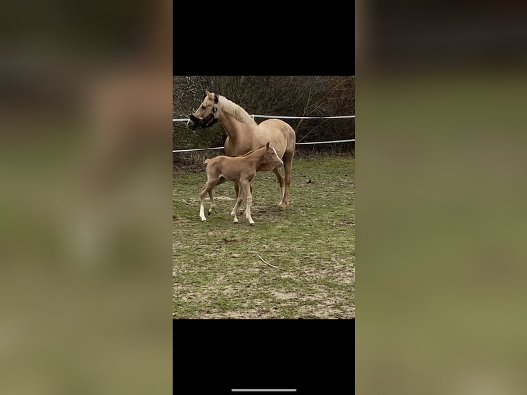 German Riding Pony Mare 21 years 14,1 hh Palomino in Handrup