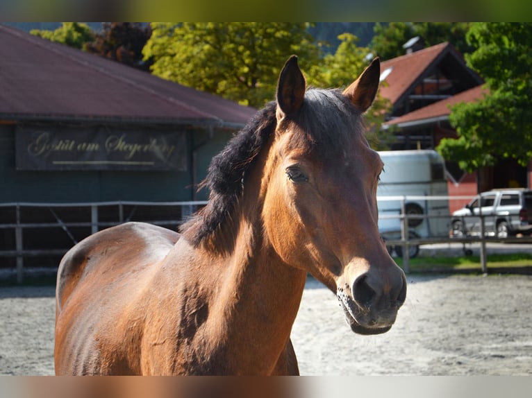 German Riding Pony Mare 21 years 14,3 hh Brown in Reutte