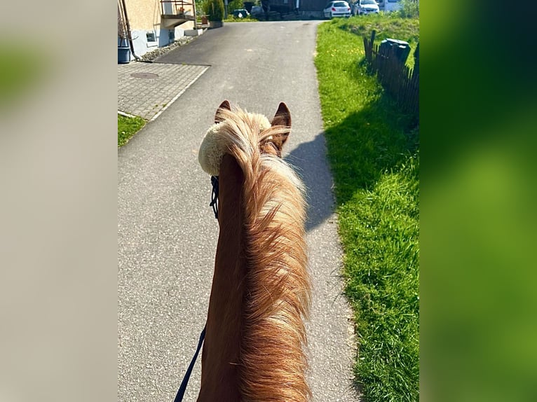 German Riding Pony Mare 21 years in Gossau ZH
