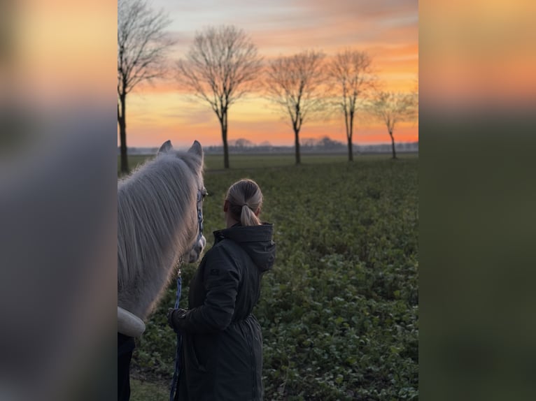 German Riding Pony Mare 22 years 13,2 hh Gray in Barnstorf