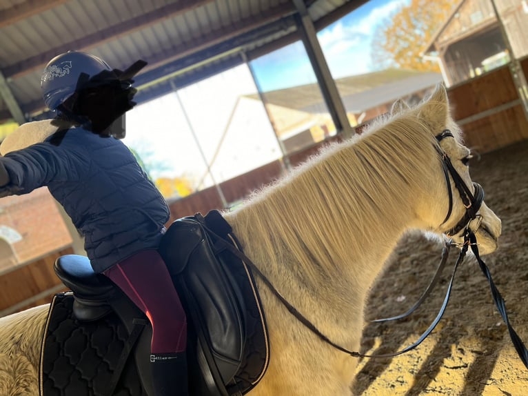 German Riding Pony Mare 22 years 13,2 hh Gray in Barnstorf