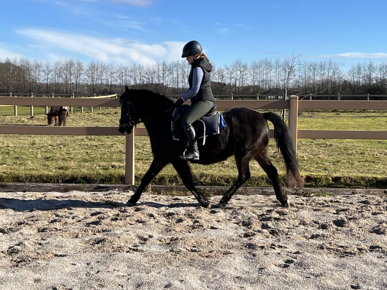 German Riding Pony Mare 22 years 13,1 hh Bay-Dark in Lambach