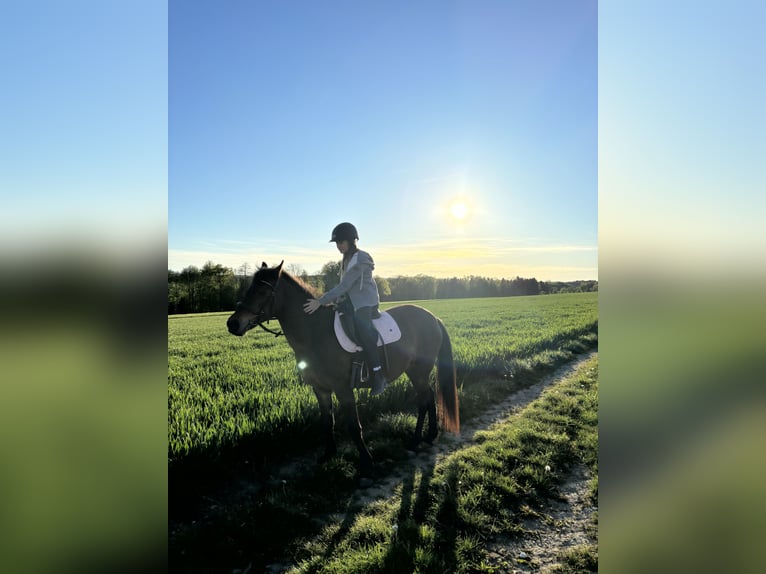 German Riding Pony Mare 22 years 13,1 hh Brown in Waldneukirchen