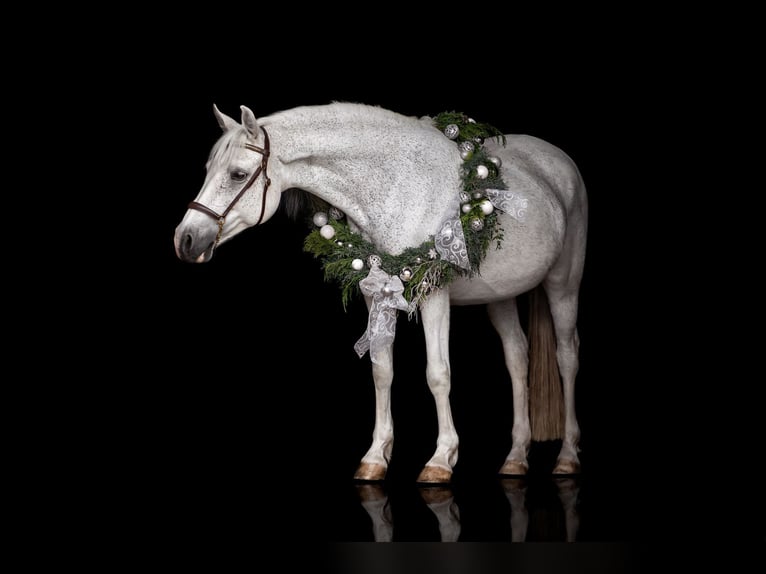 German Riding Pony Mare 22 years 14,1 hh Grey in Laudenbach