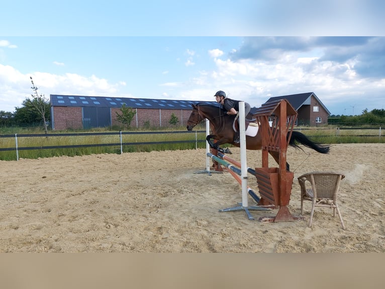 German Riding Pony Mix Mare 23 years 14,1 hh Brown in Düren Arnoldsweiler